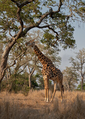 South African giraffe standing and feeding from a tall acacia tree 