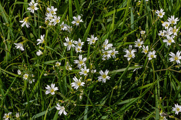 Little white flowers between bright green leaves. Spring - easter-bell Stellaria holostea blossom