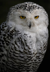 A close up of a Snowy Owl ( Polar owl, Arctic owl or White owl)