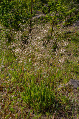 Silene nutans, Nottingham Catchfly, Caryophyllaceae. Wild plant shot in summer