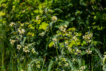 Vincetoxicum hirundinaria. Close up of white swallow wort.Vincetoxicum in the family Apocynaceae