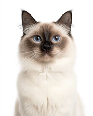 Portrait of a Siamese Cat with Striking Blue Eyes and Sleek Coat, Ideal for Cat Lovers and Breed Enthusiasts

