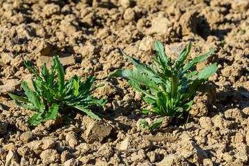 Rosette of young green leaves of Canada thistle, also creeping or field thistle, Cirsium arvense, growing in a flower bed. Invasive weed. Close up on a sunny day.