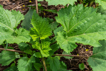 Heracleum, cow parsnip,parsnip. Green large leaves of a fast growing weed