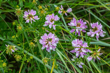 the flowers of Securigera varia - crownvetch, purple crown vetch