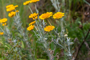 Feathery foliage and yellow flowers of Cota tinctoria Kelwayi in June