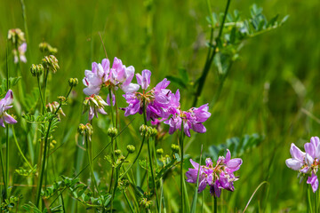 the flowers of Securigera varia - crownvetch, purple crown vetch