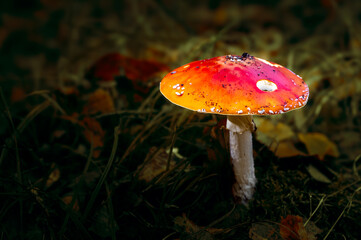 Fly-Agaric Mushroom