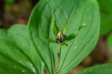 Very poisonous plant Raven's eye four-leaf Paris quadrifolia also known, berry or True Lovers Knot growing in the wild in a forest