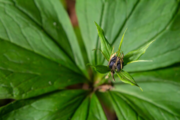 Very poisonous plant Raven's eye four-leaf Paris quadrifolia also known, berry or True Lovers Knot growing in the wild in a forest