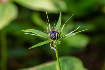 Very poisonous plant Raven's eye four-leaf Paris quadrifolia also known, berry or True Lovers Knot growing in the wild in a forest