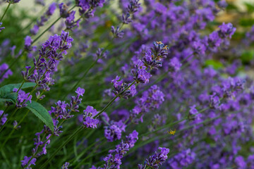 Obraz premium Lavandula angustifolia bunch of flowers in bloom, purple scented flowering bouquet of smelling beautiful plants