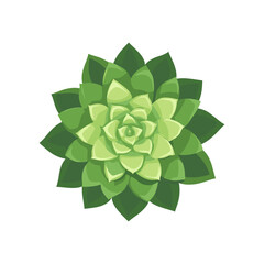Succulent plant vector illustration