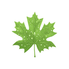 Fototapeta premium Green Maple Leaf with Dew Drops Vector Illustration