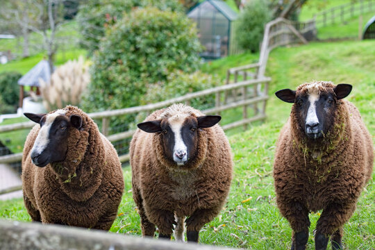 Three black sheep look to camera. Farm animal. Livestock. Wool. 