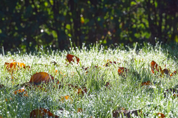 Early morning autumn grass and leaves in sunlight. Dew and moisture set an autumnal theme. Selective focus on the middle of the picture.