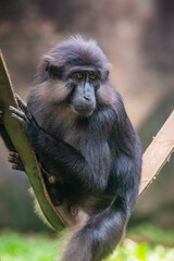 Tonkean macaque (Macaca tonkeana) is a species of primate in the family Cercopithecidae. It is endemic to central Sulawesi and the nearby Togian Islands in Indonesia.