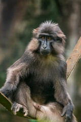 Tonkean macaque (Macaca tonkeana) is a species of primate in the family Cercopithecidae. It is endemic to central Sulawesi and the nearby Togian Islands in Indonesia.