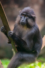 Tonkean macaque (Macaca tonkeana) is a species of primate in the family Cercopithecidae. It is endemic to central Sulawesi and the nearby Togian Islands in Indonesia.