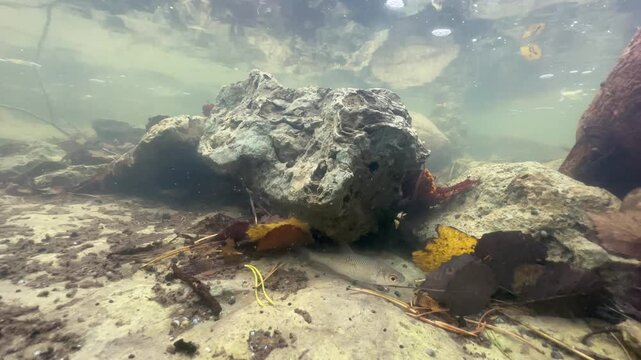 Underwater shot of Common roach (Rutilus rutilus) in a shallow stream in Saaremaa, Estonia.