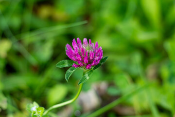 Trifolium pratense