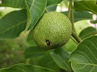 Second half of summer. The nut is still green. It is firmly held on the branch until the time of ripening to the milky ripeness of its core