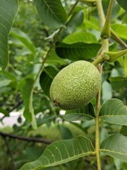 Second half of summer. The nut is still green. It is firmly held on the branch until the time of ripening to the milky ripeness of its core