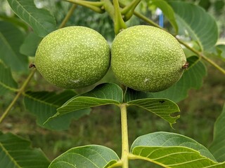 Second half of summer. The nut is still green. It is firmly held on the branch until the time of ripening to the milky ripeness of its core