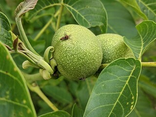 Second half of summer. The nut is still green. It is firmly held on the branch until the time of ripening to the milky ripeness of its core
