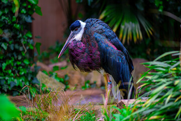 Large colourful stork at the zoo