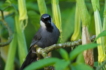 Fototapeta premium Black-throated Laughingthrush bird washing in the forest.