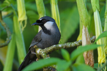 Black-throated Laughingthrush bird washing in the forest.