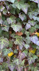 Lush Ivy Leaves in Vivid Green and Purple Hues. Close-up of vibrant ivy leaves showcasing a mix of green and purple colors, with hints of autumn browning, creating a rich tapestry of nature. 