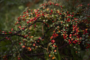 bush with red berries