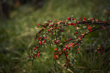 bush with red berries