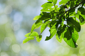 green leaves on a sunny day