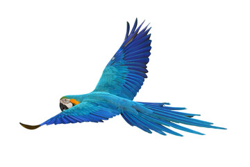 Colorful flying Blue and Gold Macaw parrot isolated on transparent background png file