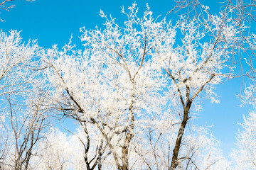 Trees in hoarfrost in the winter against the sky