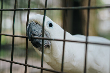 cockatoo behind the bars of the cage, White cockatoo biting cage