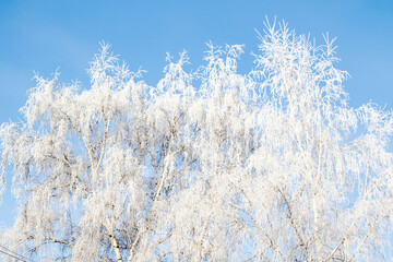 Trees in hoarfrost in the winter against the sky