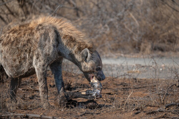 Side view of a spotted hyena chawing on a large leg bone