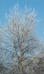 Trees in hoarfrost in the winter against the sky