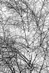 tree branches on a white background