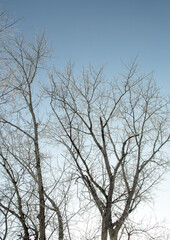 Trees in hoarfrost in the winter against the sky