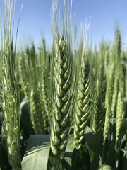 Obraz premium Wheat. Formation of spikelets of grain crops of winter wheat - grain field, agriculture