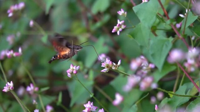 Hawk moth (Sphingidae) hovering in slow motion 
sucking nectar from flowers in mid air close up, Izu peninsula, Japan,2024
