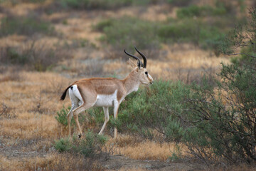 gazella, gazelle, savanna, antilope, nature, autumn, steppe, extreme, background