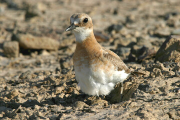 Greater sand plover, animal, egg, bird, red book, nature, anarhynchus, small wader, wild bird