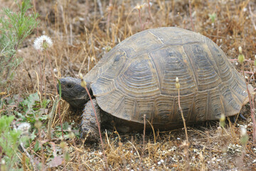 mediterranian turtle, turtle, reptiles, steppe turtle, gray, earth, animals