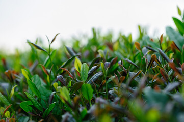 Green tea trees in spring mountains